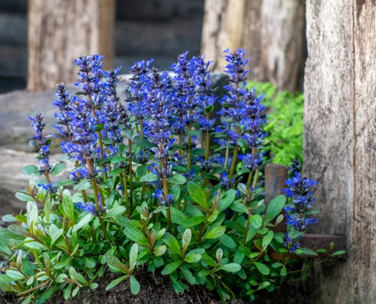 Живучка (Ajuga) - трав'яниста рослина