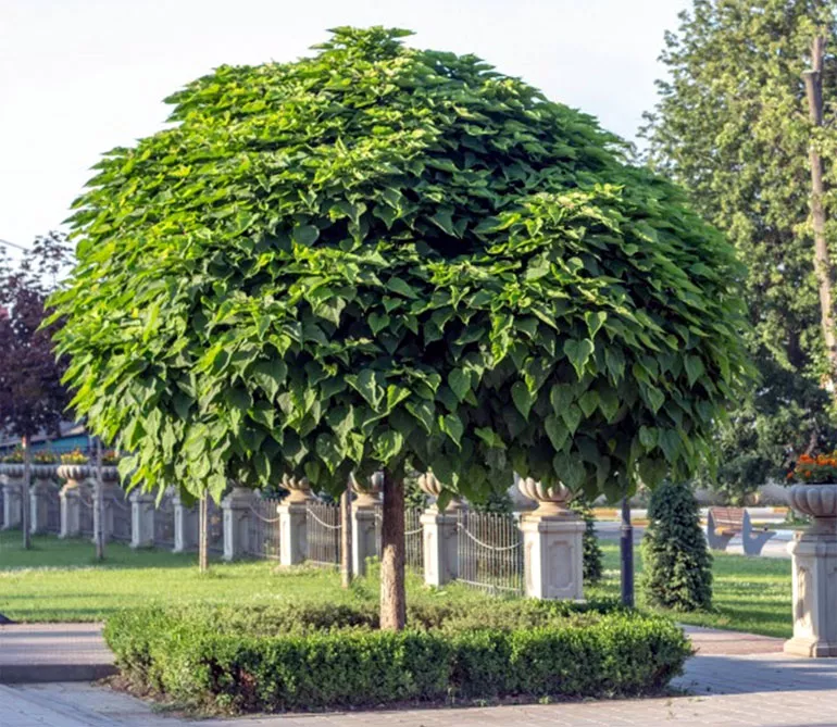Катальпа (Catalpa Scop)