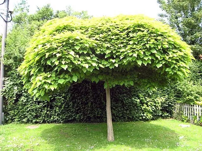 карликова версія Catalpa bignonioides - сорт "Нана" Nana