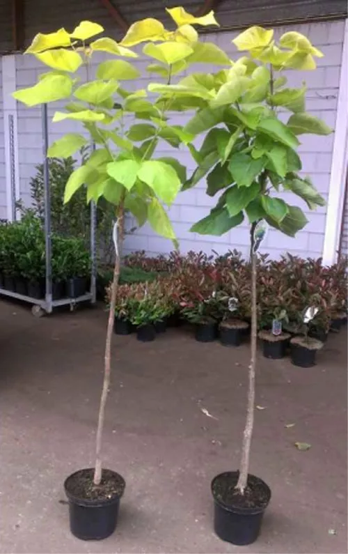 катальпа карликового сорту - "Нана"