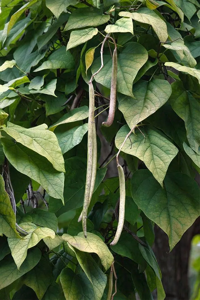 Катальпа (Catalpa Scop), багатонасіннєві коробочки