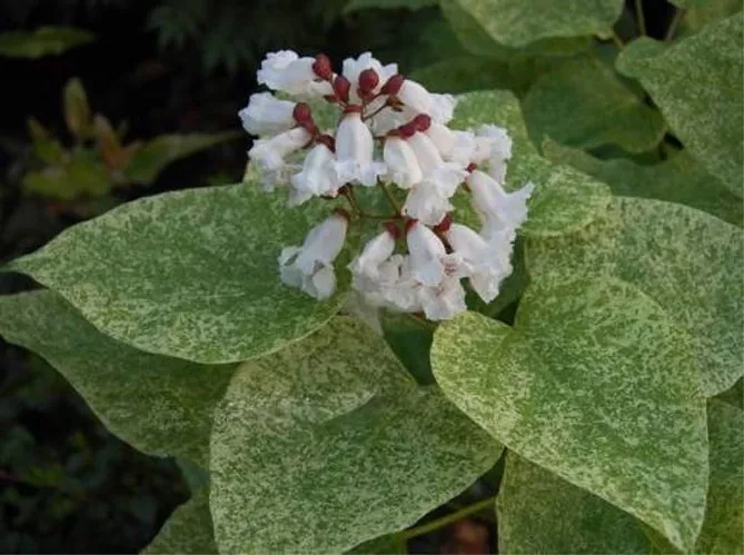 Катальпа прекрасна - "Пулверулента" Pulverulenta