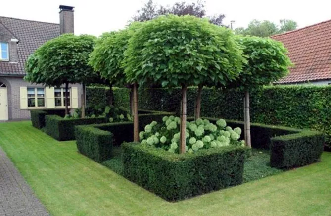 Катальпа, щеплена на стовбурі