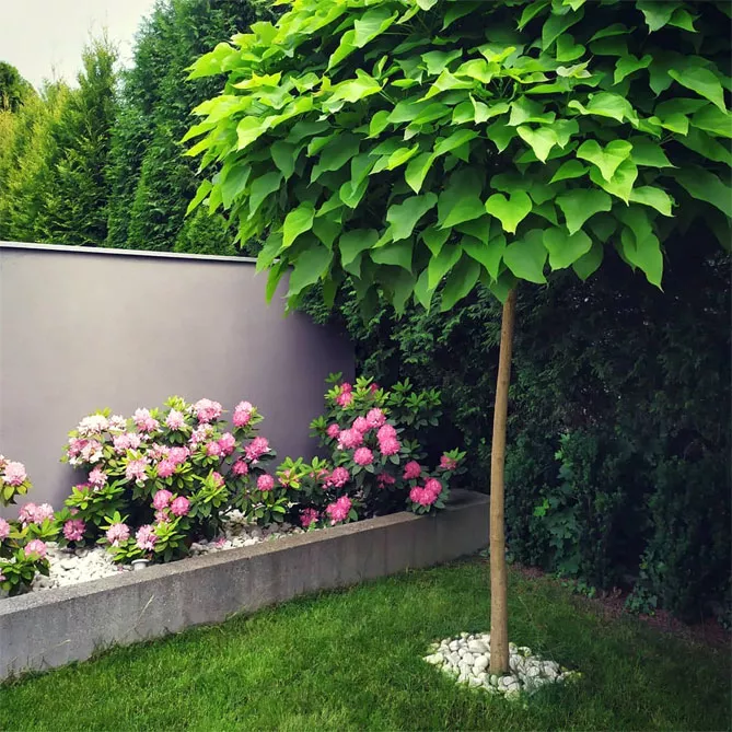 Катальпа, Сорт "Нана"