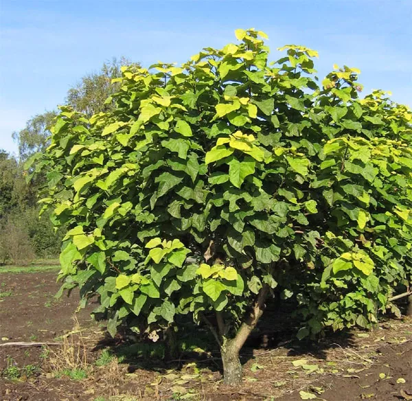 "Варієгата" Variegata