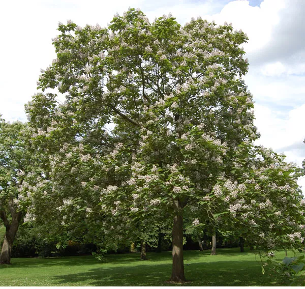 Гібрид Catalpa × erubescens