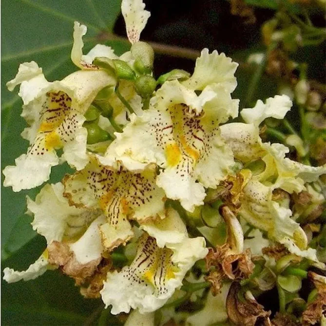 катальпа яйцеподібна (Catalpa ovata)