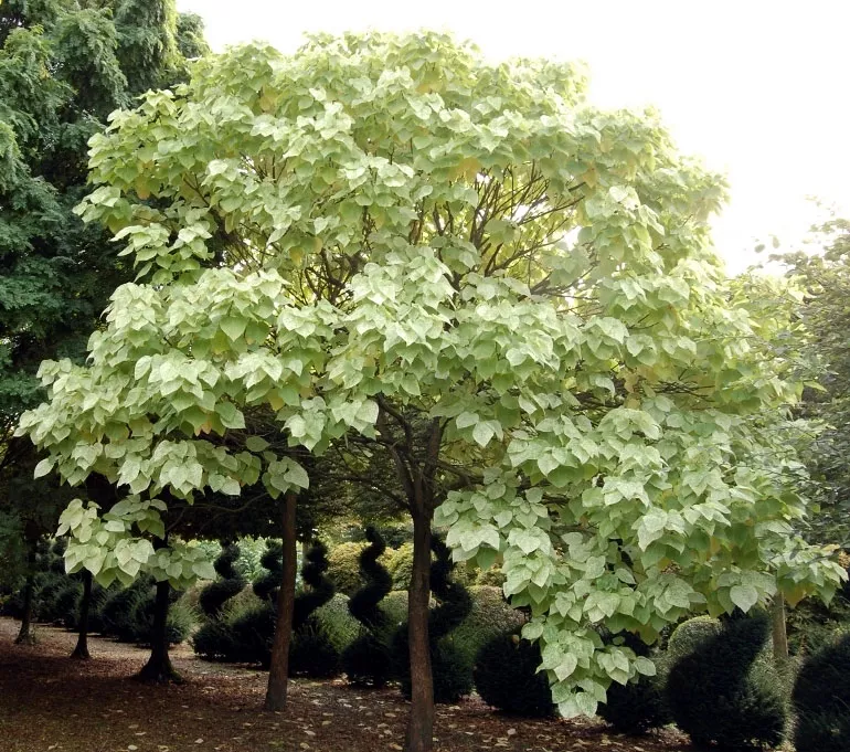 Катальпа прекрасна - "Пулверулента" Pulverulenta