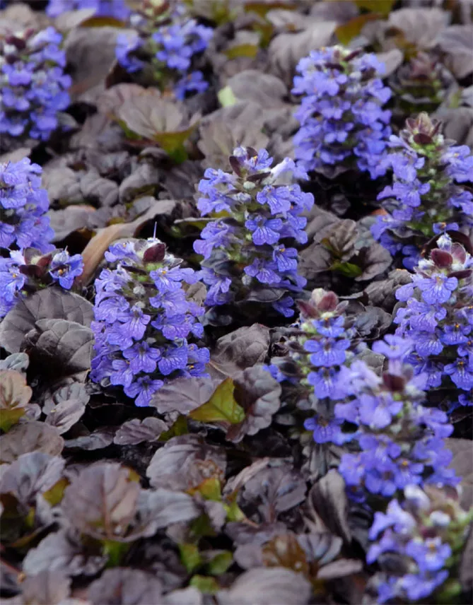 Живучка (Ajuga) - трав'яниста рослина