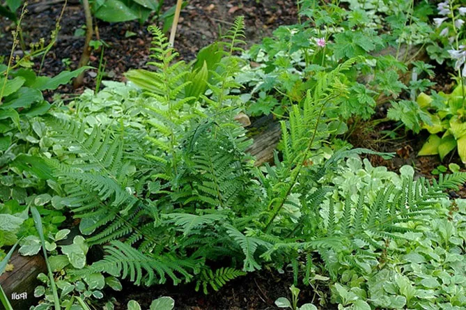 Живучка (Ajuga) - трав'яниста рослина