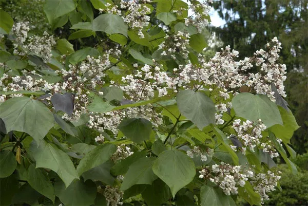 Гібрид Catalpa × erubescens