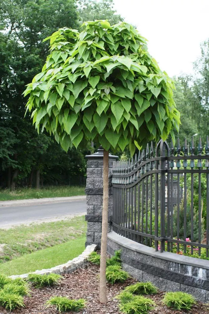 Катальпа, Сорт "Нана"