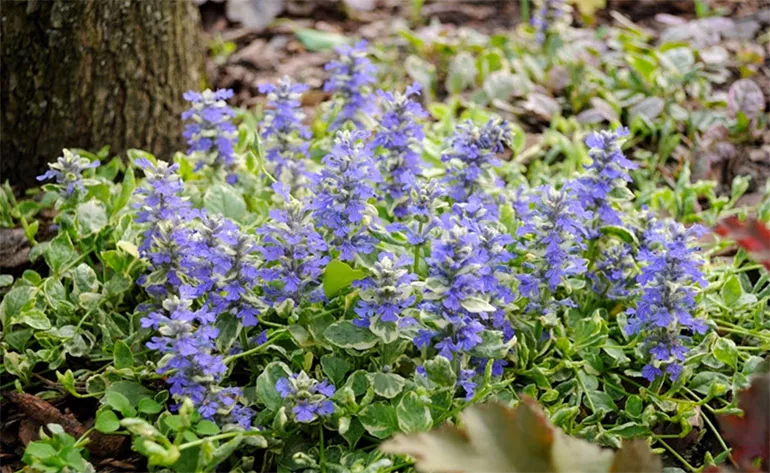 Живучка (Ajuga) - трав'яниста рослина