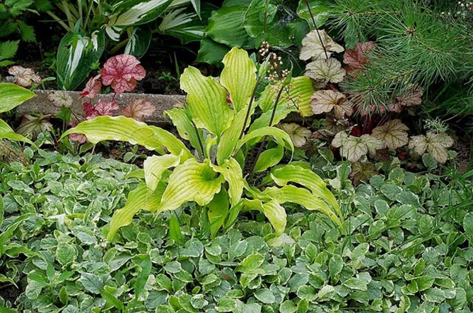 Живучка (Ajuga) - трав'яниста рослина