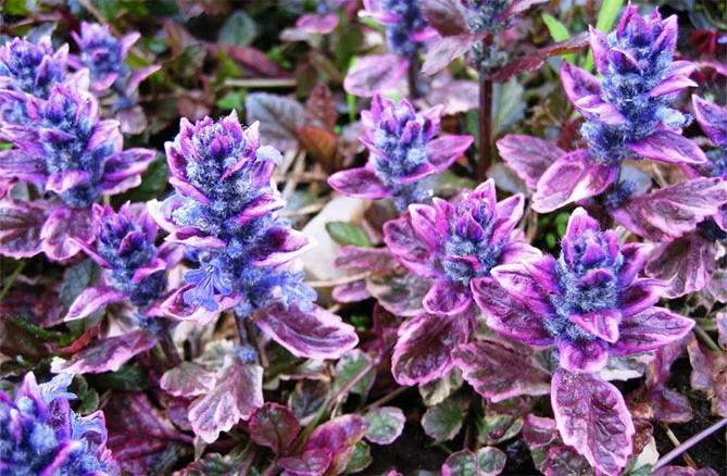 Живучка (Ajuga) - трав'яниста рослина