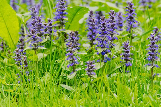 Живучка (Ajuga) - трав'яниста рослина