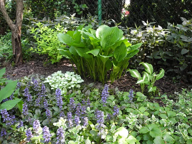 Живучка (Ajuga) - трав'яниста рослина