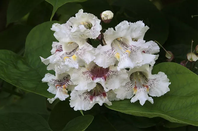 Катальпа (Catalpa Scop)