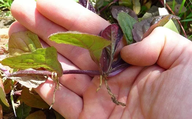 Живучка (Ajuga) - трав'яниста рослина