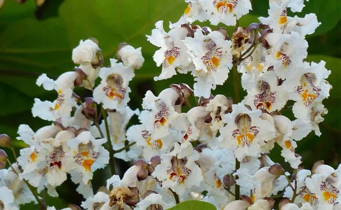 Катальпа (Catalpa Scop), квіти катальпи медоносні