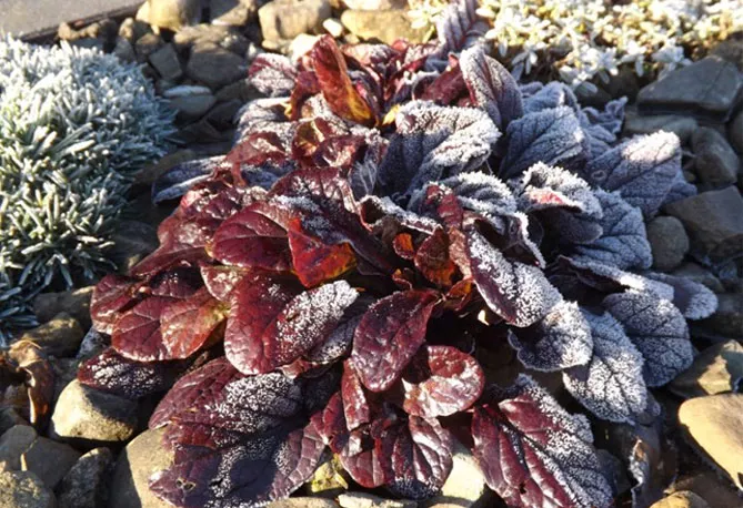 Живучка (Ajuga) - трав'яниста рослина