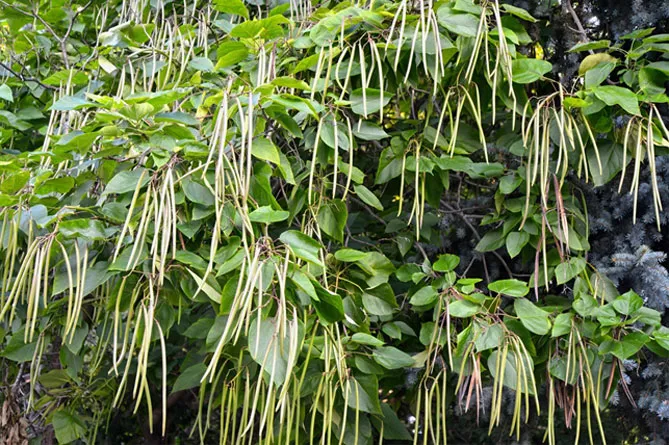 Катальпа (Catalpa Scop), багатонасіннєві коробочки