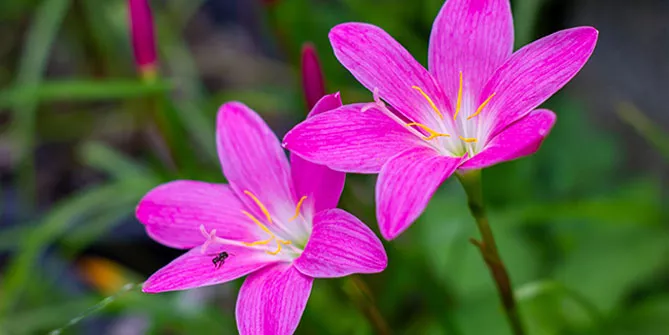 Зефірантес (лат. Zephyranthes)