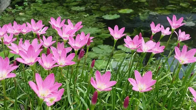 Зефірантес (лат. Zephyranthes)