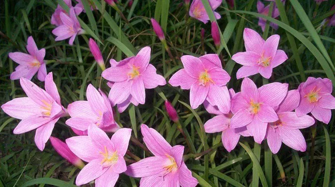 Зефірантес (лат. Zephyranthes)