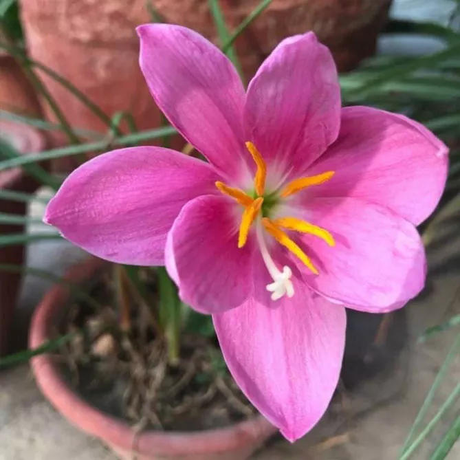 Зефірантес (лат. Zephyranthes)