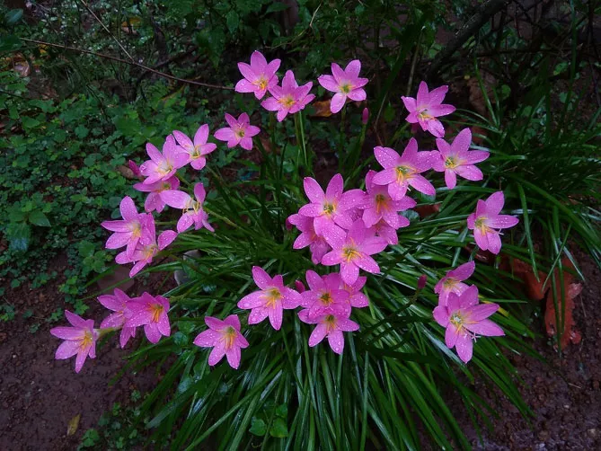 Зефірантес (лат. Zephyranthes)