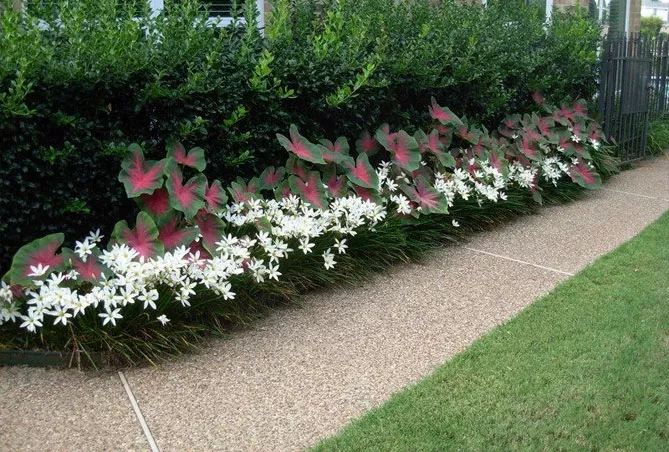 Зефірантес (лат. Zephyranthes)