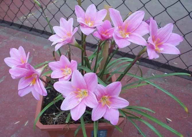 Зефірантес (лат. Zephyranthes)