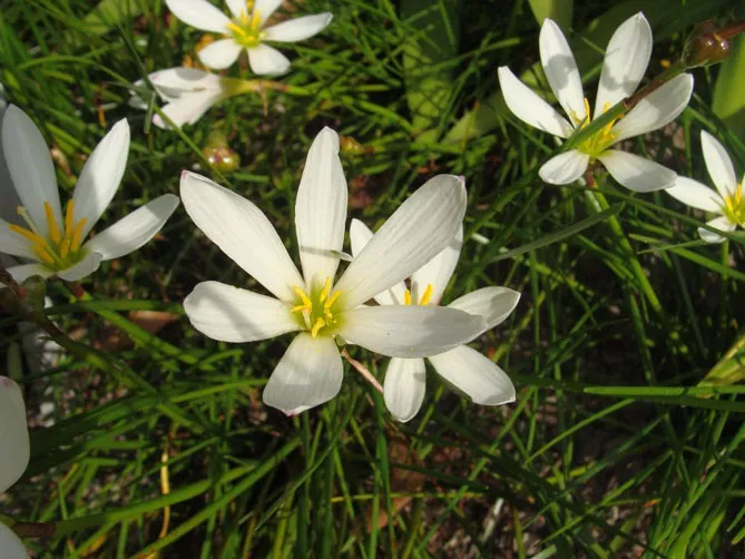 Зефірантес (лат. Zephyranthes)