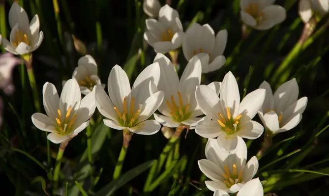 Зефірантес (лат. Zephyranthes)