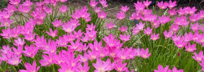 Зефірантес (лат. Zephyranthes)