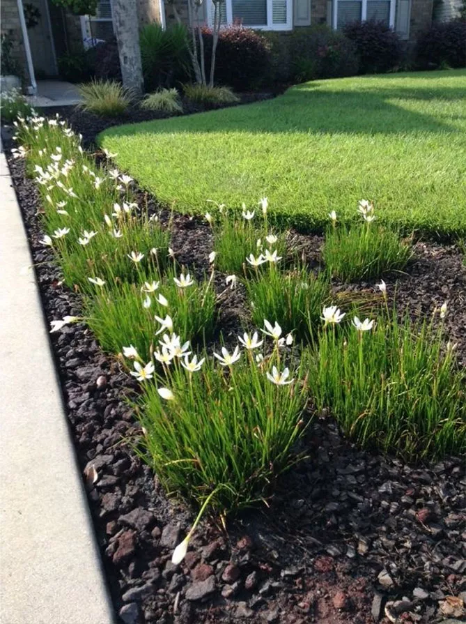 Зефірантес (лат. Zephyranthes)