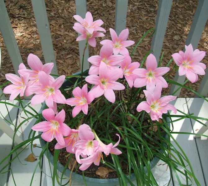 Зефірантес (лат. Zephyranthes)