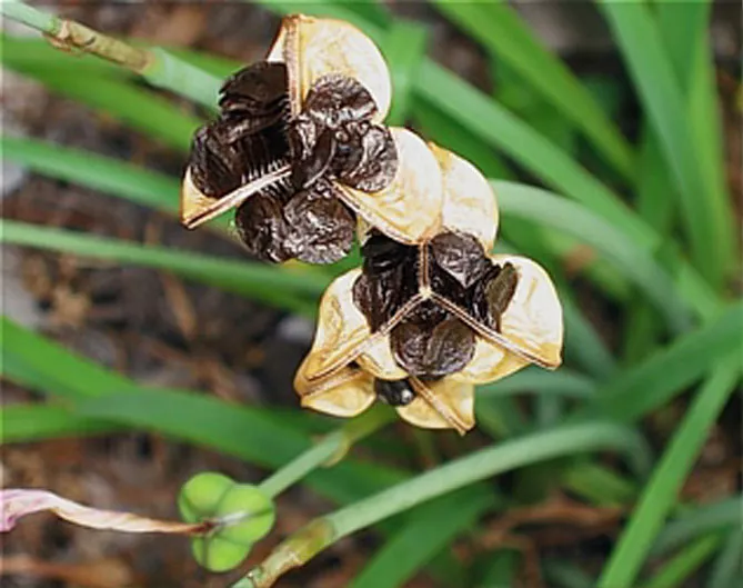 Зефірантес (лат. Zephyranthes)