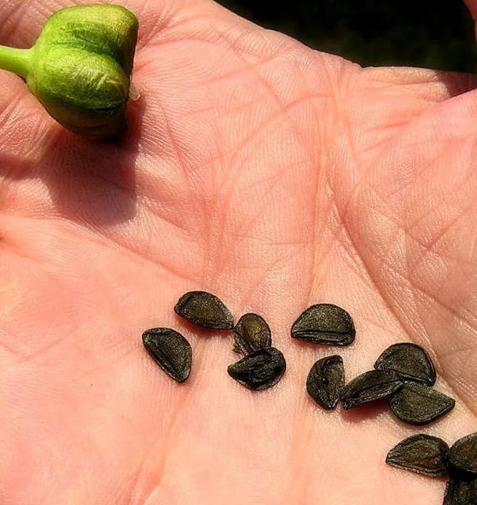 Зефірантес (лат. Zephyranthes)