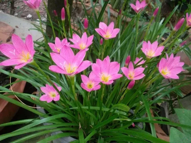 Зефірантес (лат. Zephyranthes)
