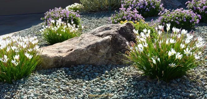 Зефірантес (лат. Zephyranthes)