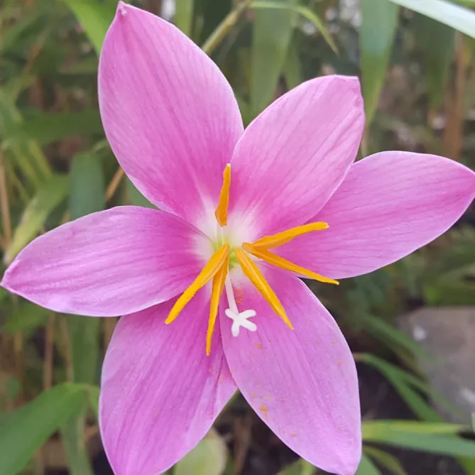 Зефірантес (лат. Zephyranthes)