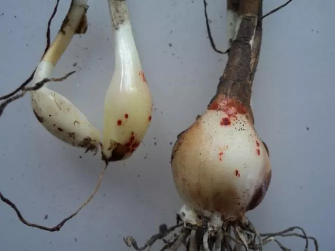 Зефірантес (лат. Zephyranthes)