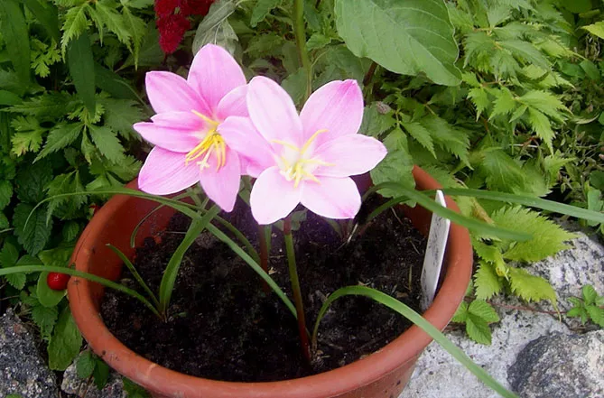 Зефірантес (лат. Zephyranthes)