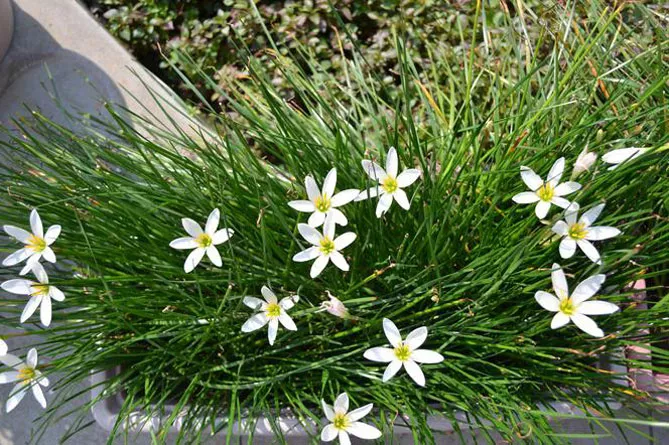 Зефірантес (лат. Zephyranthes)