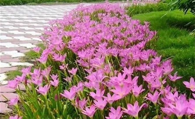 Зефірантес (лат. Zephyranthes)