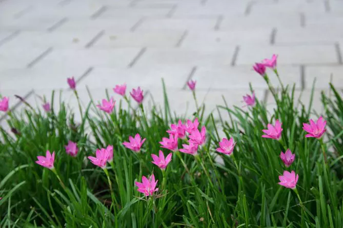 Зефірантес (лат. Zephyranthes)