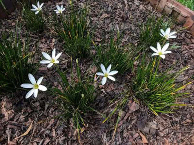 Зефірантес (лат. Zephyranthes)