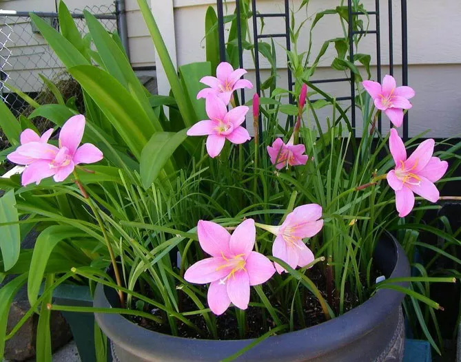 Зефірантес (лат. Zephyranthes)